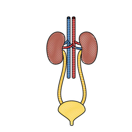color crayon realistic silhouette renal system with urethra vector illustrationのイラスト素材