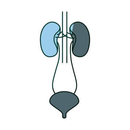 blue color shading hand drawing contour renal system with urethra vector illustrationのイラスト素材
