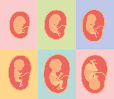 color background of frames with silhouette set fetal growth in placenta vector illustrationのイラスト素材
