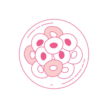 pink silhouette of front view division of the ovule in several cells vector illustrationのイラスト素材