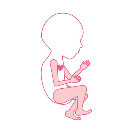 pink silhouette of side view fetal growth a semestrer with active heart vector illustrationのイラスト素材