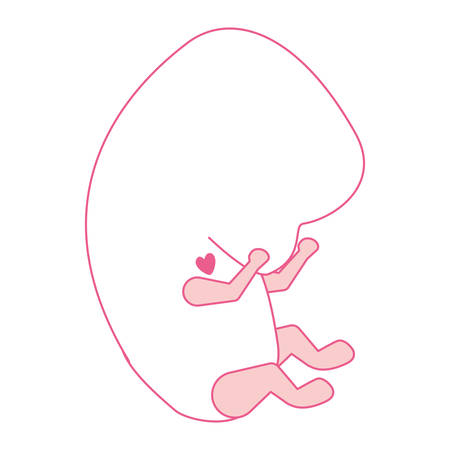pink silhouette of side view fetal growth in the beginning with active heart vector illustrationのイラスト素材