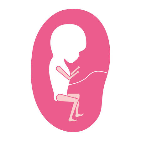 pink silhouette of side view fetus human growth in placenta trimestrer vector illustrationのイラスト素材