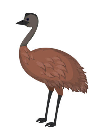 wild emu australian bird vector illustration designのイラスト素材