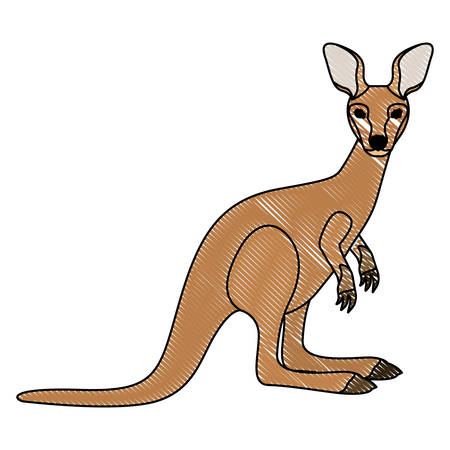 wild kangaroo australian creature vector illustration designのイラスト素材