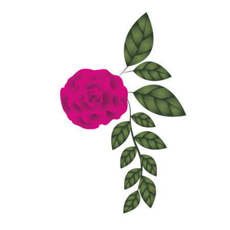 beautiful rose with leafs isolated icon vector illustration desingのイラスト素材