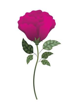 beautiful rose with leafs isolated icon vector illustration desingのイラスト素材