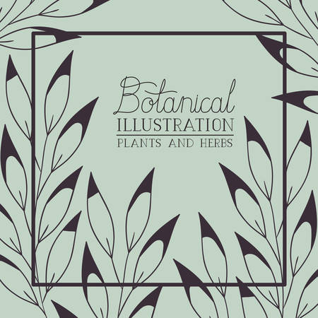 botanical plants and herbs square frame vector illustration designのイラスト素材