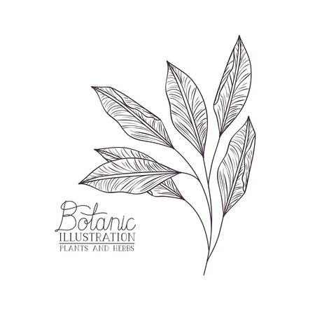 botanical illustration label with plant vector illustration desingのイラスト素材