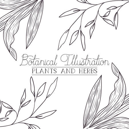 botanical illustration label with plants and herbs vector illustration desingのイラスト素材