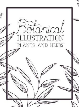 botanical illustration label with plants and herbs vector illustration desingのイラスト素材