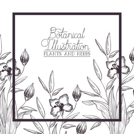 botanical illustration label with plants and herbs vector illustration desingのイラスト素材