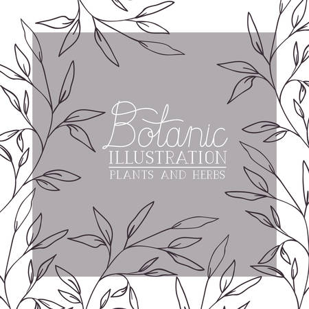 botanic illustration label with plants and herbs vector illustration desingのイラスト素材