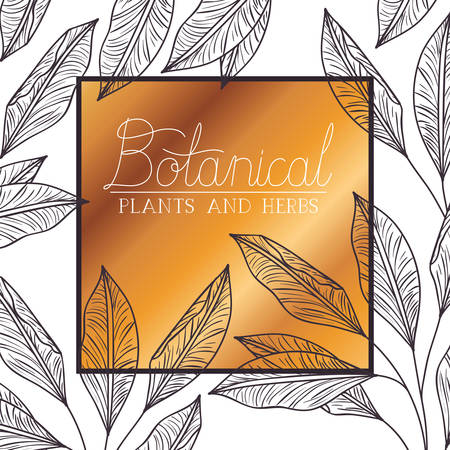 botanical label with plants and herbs vector illustration desingのイラスト素材