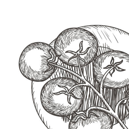 delicious tomato in drawing isolated icon vector illustration desingのイラスト素材