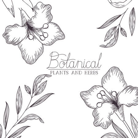 botanical label with plants and herbs vector illustration desingのイラスト素材