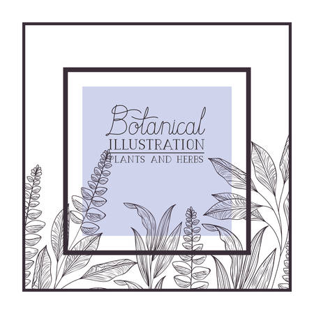 botanical illustration label with plants and herbs vector illustration desingのイラスト素材