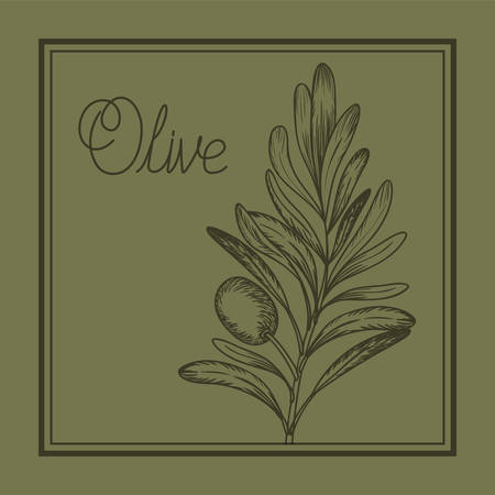 olive plant drawn italian food vector illustration designのイラスト素材