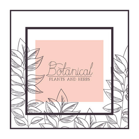 botanical plants and herbs label vector illustrationのイラスト素材