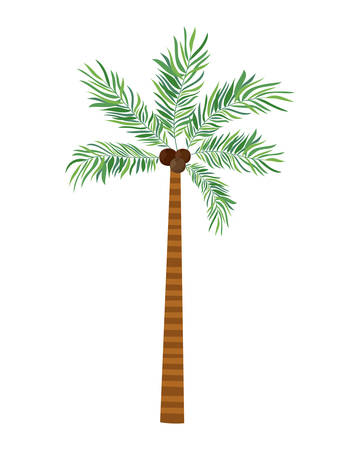 palm tree with coconut in white background vector illustration designのイラスト素材