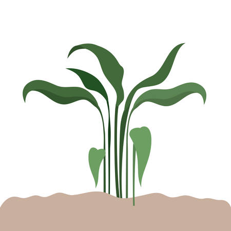 plant in landscape isolated icon vector illustration designのイラスト素材