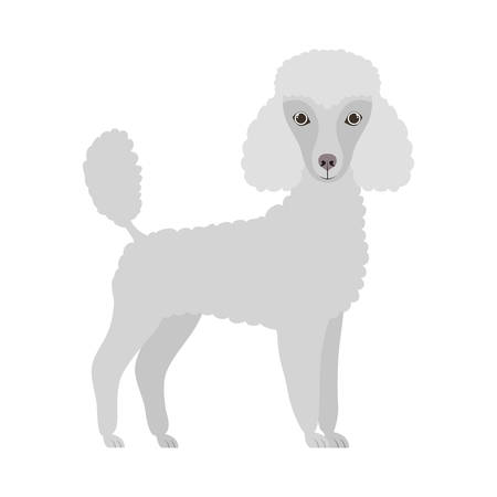 cute poodle dog on white background vector illustration designのイラスト素材