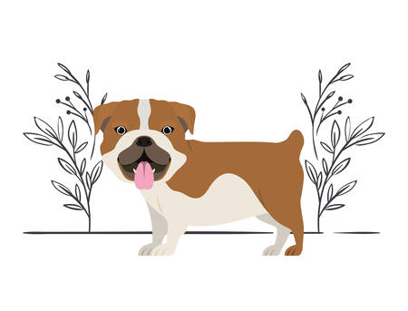 cute bulldog ingles dog on white background vector illustration designのイラスト素材