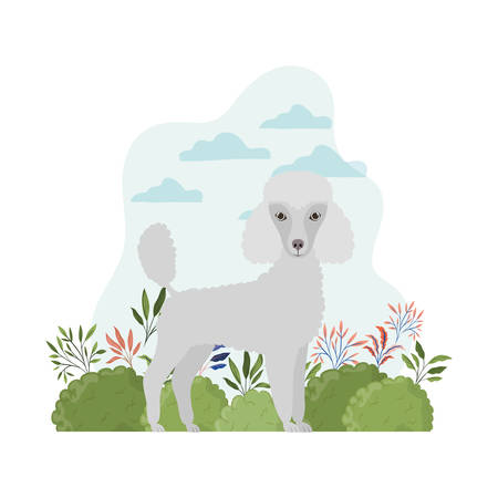 cute poodle dog on white background vector illustration designのイラスト素材