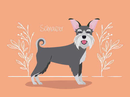 cute schnauzer dog pet character vector illustration designのイラスト素材