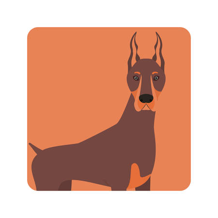 cute doberman dog on white background vector illustration designのイラスト素材