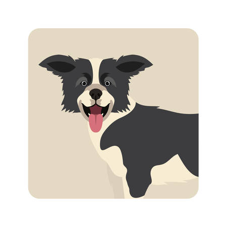 cute border collie dog on white background vector illustration designのイラスト素材