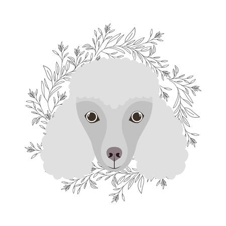 head of cute poodle dog on white background vector illustration designのイラスト素材