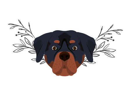 head of cute rottweiler dog on white background vector illustration designのイラスト素材