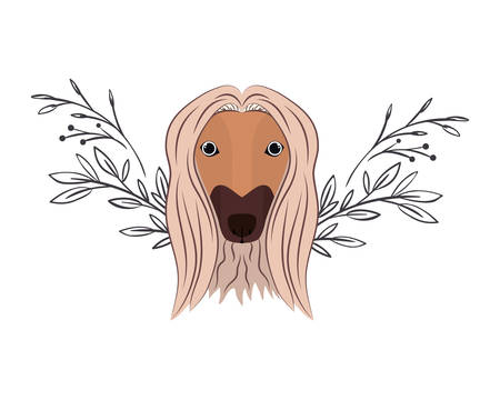 head of cute galgo afgano dog on white background vector illustration designのイラスト素材