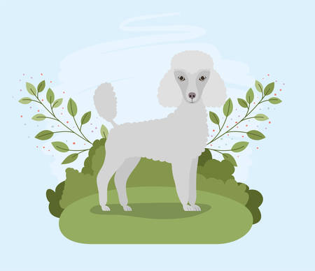 cute poodle dog pet in the camp vector illustration designのイラスト素材