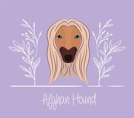 cute afghan hound dog pet head vector illustration designのイラスト素材