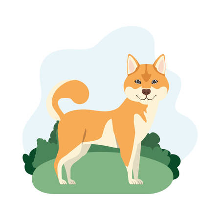 cute akita inu dog on white background vector illustration designのイラスト素材