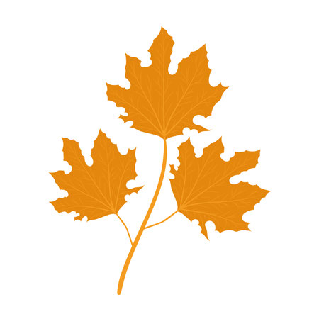 Autumn leaves design, season nature ornament garden decoration and botany theme Vector illustrationのイラスト素材