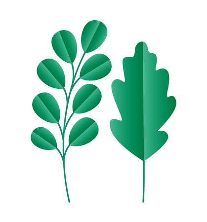 Isolated natural leaves design of Floral nature plant garden ornament botany decoration and life theme Vector illustrationのイラスト素材