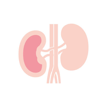 kidneys icon design, Human body person people health anatomy biology and science theme Vector illustrationのイラスト素材