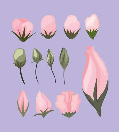 set of pink flower growing painting design, natural floral nature plant ornament garden decoration and botany theme Vector illustrationのイラスト素材