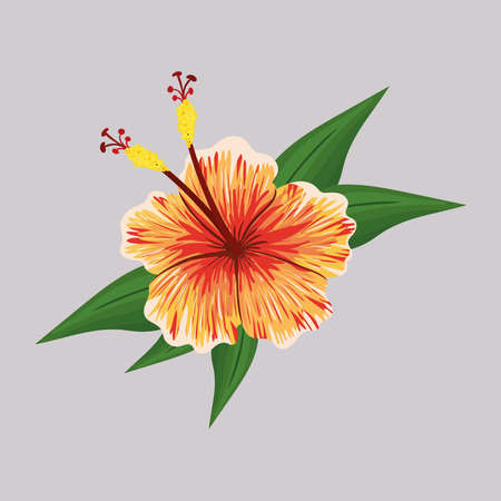 orange hawaiian flower painting design, natural floral nature plant ornament garden decoration and botany theme Vector illustrationのイラスト素材