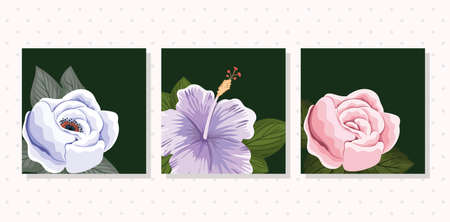 set of three flowers with leaves painting in frames design, natural floral nature plant ornament garden decoration and botany theme Vector illustrationのイラスト素材