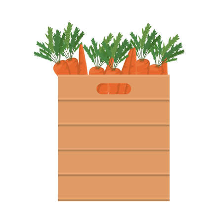 carrots inside box design, Vegetable organic food healthy fresh natural and market theme Vector illustrationのイラスト素材