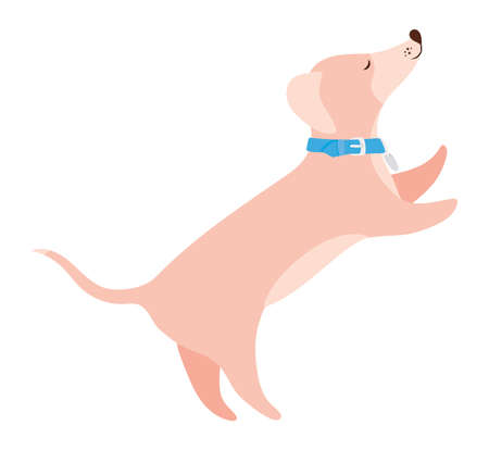 Dog design, mascot pet animal nature cute puppy canine and domestric theme Vector illustrationのイラスト素材