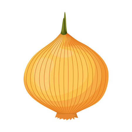 onion with a yellow color vector illustration designのイラスト素材