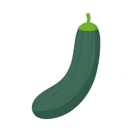 cucumber with a green color vector illustration designのイラスト素材