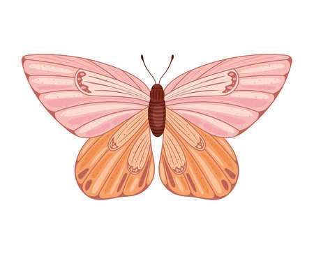 colored butterfly icon over whiteのイラスト素材