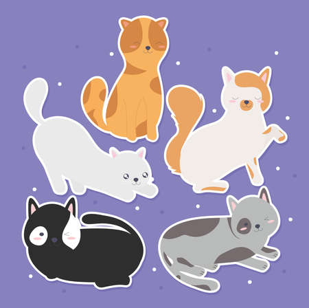 bundle of six beautiful catsのイラスト素材