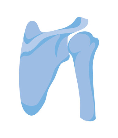 normal shoulder joints and bonesのイラスト素材